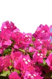 Pink Bougainvillea Flower Royalty Free Stock Photos