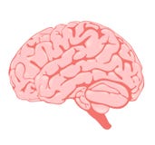 Pink Brain The Side View Royalty Free Stock Photos