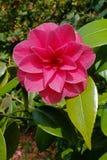Pink Camellia royalty free stock photos Pink Camellia royalty free stock photos