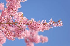 Pink Cherry Blossom Stock Images