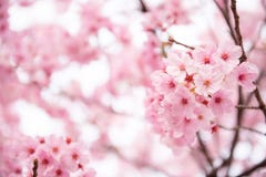 Pink Cherry blossom