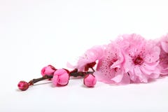 Pink Cherry Blossom Flowers Closeup
