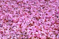 Pink Cherry Blossoms Royalty Free Stock Image Pink Cherry Blossoms Royalty Free Stock Image