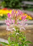 Pink Cleomaceae or hassleriana flowers royalty free stock photo Pink Cleomaceae or hassleriana flowers royalty free stock photo