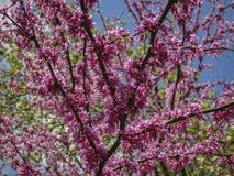Pink cloud of the Judas Tree, Eastern Redbud or Eastern Redbud blooming in the spring stock photo Pink cloud of the Judas Tree, Eastern Redbud or Eastern Redbud blooming in the spring stock photo