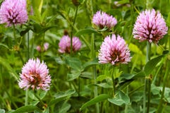 Clover wild flower, pink clover summer flowering plant. Pink clover summer flowering plant, clover wild flower Royalty Free Stock Images Clover wild flower, pink clover summer flowering plant. Pink clover summer flowering plant, clover wild flower Royalty Free Stock Images
