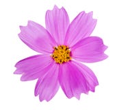 Pink Color Flower With Yellow Center Stock Images Pink Color Flower With Yellow Center Stock Images