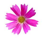 Pink Cosmos Bipinnatus Royalty Free Stock Image Pink Cosmos Bipinnatus Royalty Free Stock Image