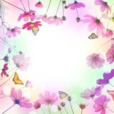 Pink Cosmos Flower And Butterfly In The Meadow Stock Photo