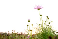 Pink Cosmos Flower In The Field With Sunset Royalty Free Stock Photos