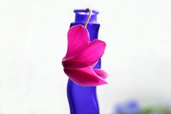 Pink Cyclamen On Blue Vase Stock Images