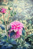 Pink Dahlia flowers in garden, summer outdoor Royalty Free Stock Photo Pink Dahlia flowers in garden, summer outdoor Royalty Free Stock Photo