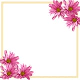 Pink Daisies Corner Border on White Stock Photography Pink Daisies Corner Border on White Stock Photography