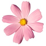 Pink Daisy Royalty Free Stock Photo Pink Daisy Royalty Free Stock Photo