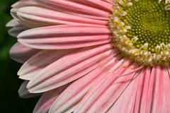 Pink Daisy Royalty Free Stock Photos Pink Daisy Royalty Free Stock Photos