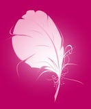 Pink Feather Stock Images