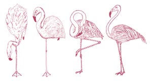 Pink flamingo. Hand drawn vector birds, sketch graphic vintage style, phoenicopteridae. Tropical animal. Royalty Free Stock Images Pink flamingo. Hand drawn vector birds, sketch graphic vintage style, phoenicopteridae. Tropical animal. Royalty Free Stock Images