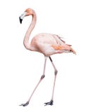 Pink flamingo. Isolated over white