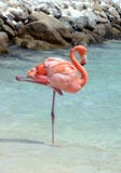 Pink flamingo royalty free stock image Pink flamingo royalty free stock image