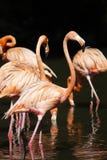 Pink Flamingoes Wading At Jurong Bird Park Singapore Royalty Free Stock Images