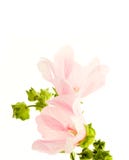 Pink Flower Stock Image