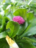 Pink flower along with green leaves royalty free stock images Pink flower along with green leaves royalty free stock images