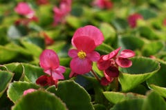 Pink flower of begonia with leaves royalty free stock image Pink flower of begonia with leaves royalty free stock image