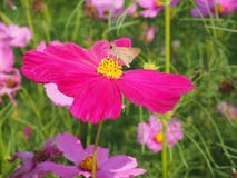 Pink flower with butterfly stock photo Pink flower with butterfly stock photo