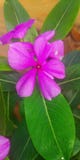 Pink Flower and Green leaf stock image Pink Flower and Green leaf stock image