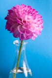 Pink Flower In Vase On Blue Pink Flower In Vase On Blue
