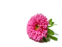 Pink Flower On White Background Stock Photo Pink Flower On White Background Stock Photo