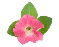 Pink flower of petunia with green leaves isolated on white background. Royalty Free Stock Images Pink flower of petunia with green leaves isolated on white background. Royalty Free Stock Images