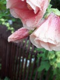 Pink flower, water droplet stock images Pink flower, water droplet stock images