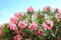 Pink flowering Bush with oleander flowers. On sky background Royalty Free Stock Photo Pink flowering Bush with oleander flowers. On sky background Royalty Free Stock Photo