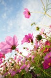 Pink Flowers Stock Photography