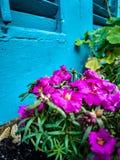 Pink Flowers against Blue Shudders stock image Pink Flowers against Blue Shudders stock image