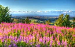 Pink Flowers And View From Quantock Hills Somerset England UK Towards Hinkley Point Nuclear Power Station HDR Stock Photo Pink Flowers And View From Quantock Hills Somerset England UK Towards Hinkley Point Nuclear Power Station HDR Stock Photo