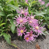 Pink flowers in garden stock photography Pink flowers in garden stock photography