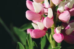 Pink flowers and green large leaves royalty free stock photo Pink flowers and green large leaves royalty free stock photo