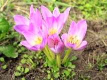 Pink Flowers Of Colchicum Autumnale Royalty Free Stock Photography