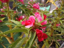 Pink royalty free stock photography Pink royalty free stock photography