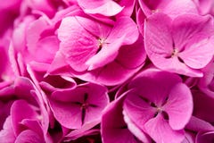 Close-up hydrangea, pink flowers, background of flowers,