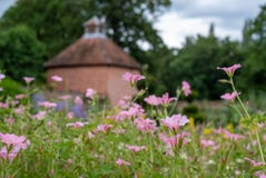 Pink geranium flowers, photographed in mid summer at in the historic walled garden at Eastcote House Gardens, London UK