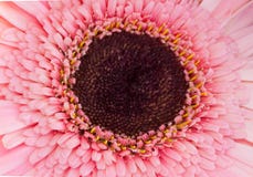 Pink Gerbera Daisy Close-up Top Centered View Royalty Free Stock Image Pink Gerbera Daisy Close-up Top Centered View Royalty Free Stock Image