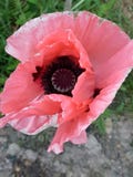 Pink glorious pink stock photography Pink glorious pink stock photography