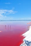 Pink Lake, Western Australia royalty free stock photos Pink Lake, Western Australia royalty free stock photos