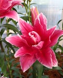 PINK LILY FLOWER. royalty free stock photography PINK LILY FLOWER. royalty free stock photography