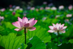 Pink Lotus Royalty Free Stock Photography Pink Lotus Royalty Free Stock Photography