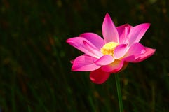 Pink lotus 2 stock photography Pink lotus 2 stock photography