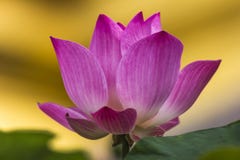 Pink Lotus Stock Image